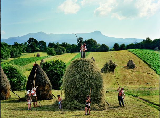 Imagini pentru caratul fanului