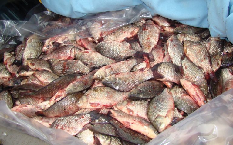 Peşte ilegal de Revelion în Banat