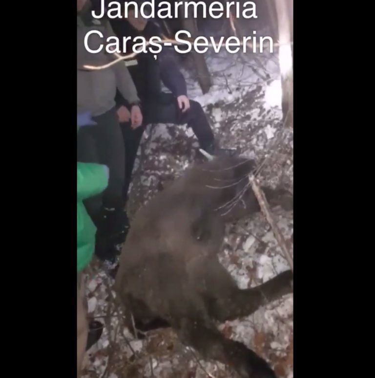 Pui de zimbru, captiv în laț, eliberat de jandarmii montani VIDEO