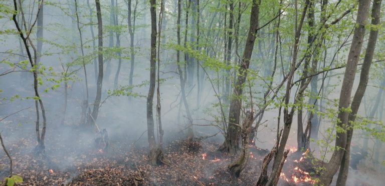 Incendiu de pășune împădurită, în apropierea localității Tomești