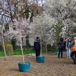 plantări pomi verdeață plante (1)