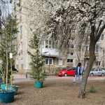 plantări pomi verdeață plante (2)