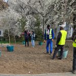 plantări pomi verdeață plante (3)