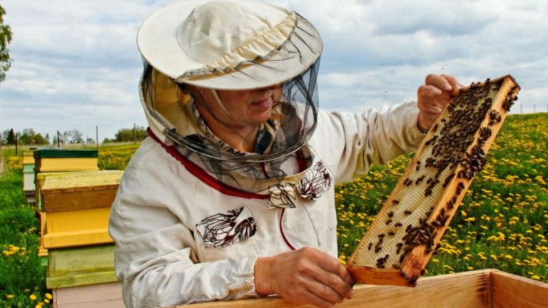 Mai puțină miere de albine pentru anul 2024. Vremea nu a ținut cu apicultorii din Banat