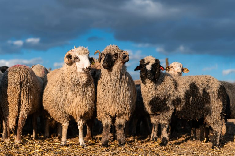 Un cioban din Timiș s-a sinucis, bând soluție de deparazitare pentru oi